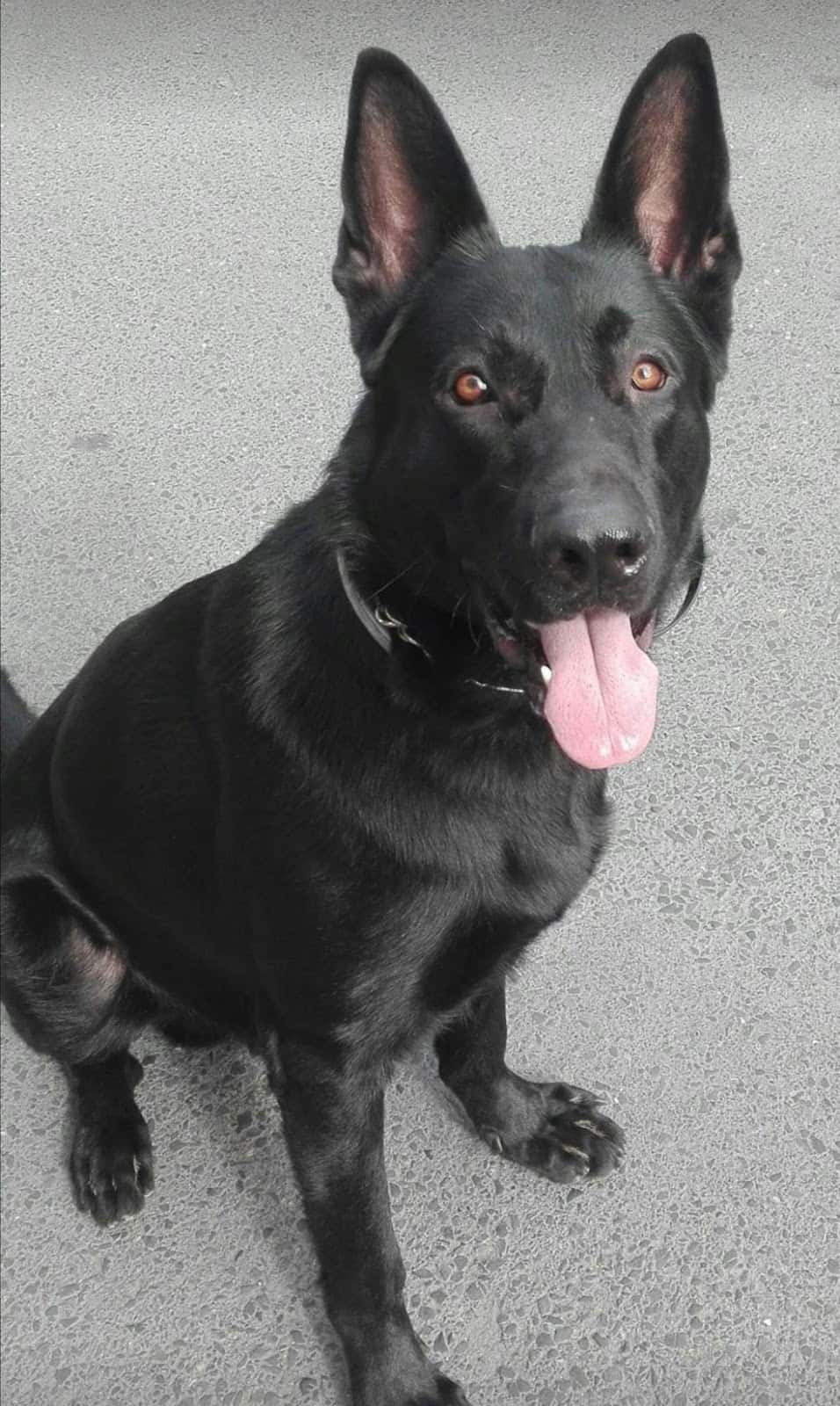 CVA - Centros Veterinarios Antúnez