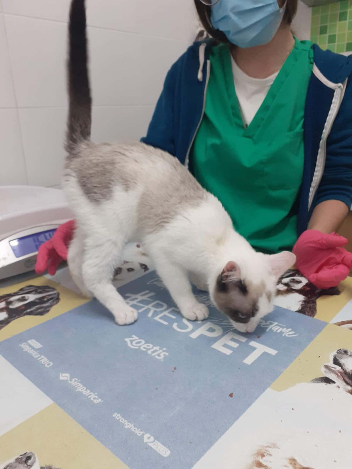 centro veterinario natura veterinario centro barrio huelva en huelva en huelva principalImage ADOPTA Sitios Pet Friendly