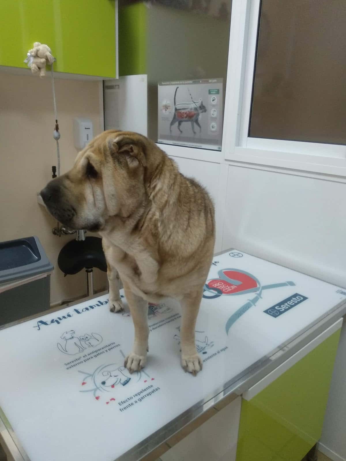 ALJARAQUE CENTRO VETERINARIO