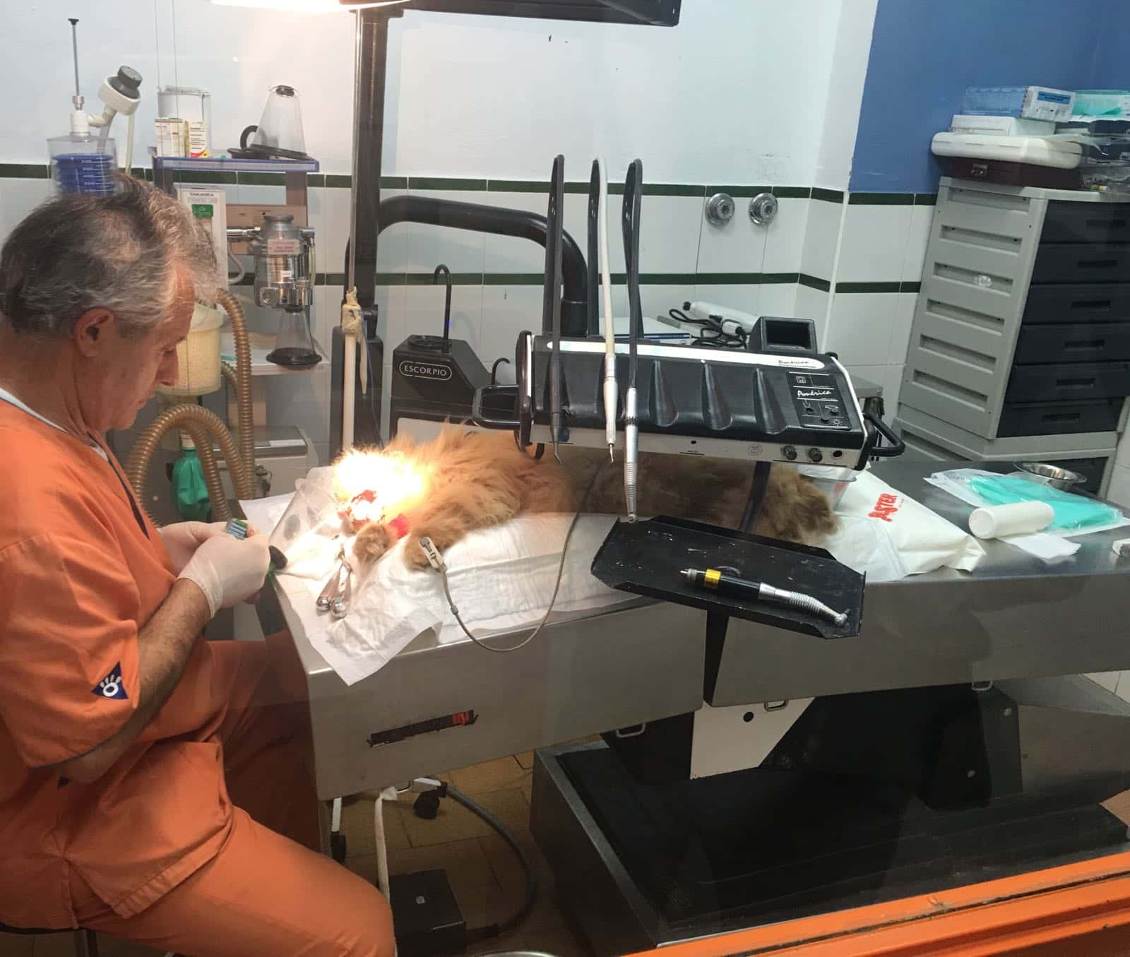 nexo veterinario huelva veterinario centro barrio huelva en huelva en huelva principalImage ADOPTA Sitios Pet Friendly