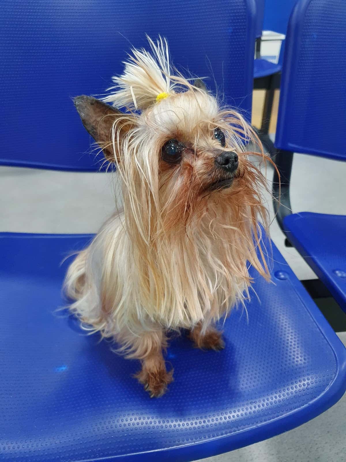 Canitas Veterinaria Huelva