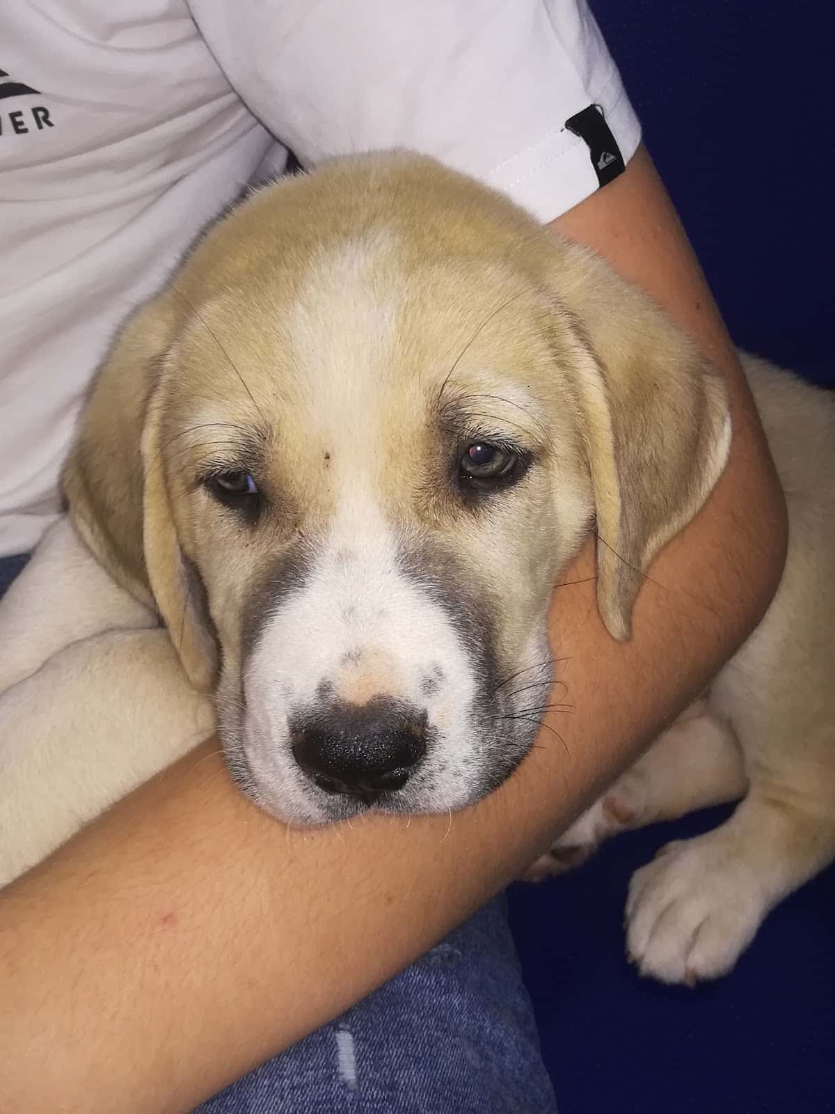 Canitas Veterinaria Huelva