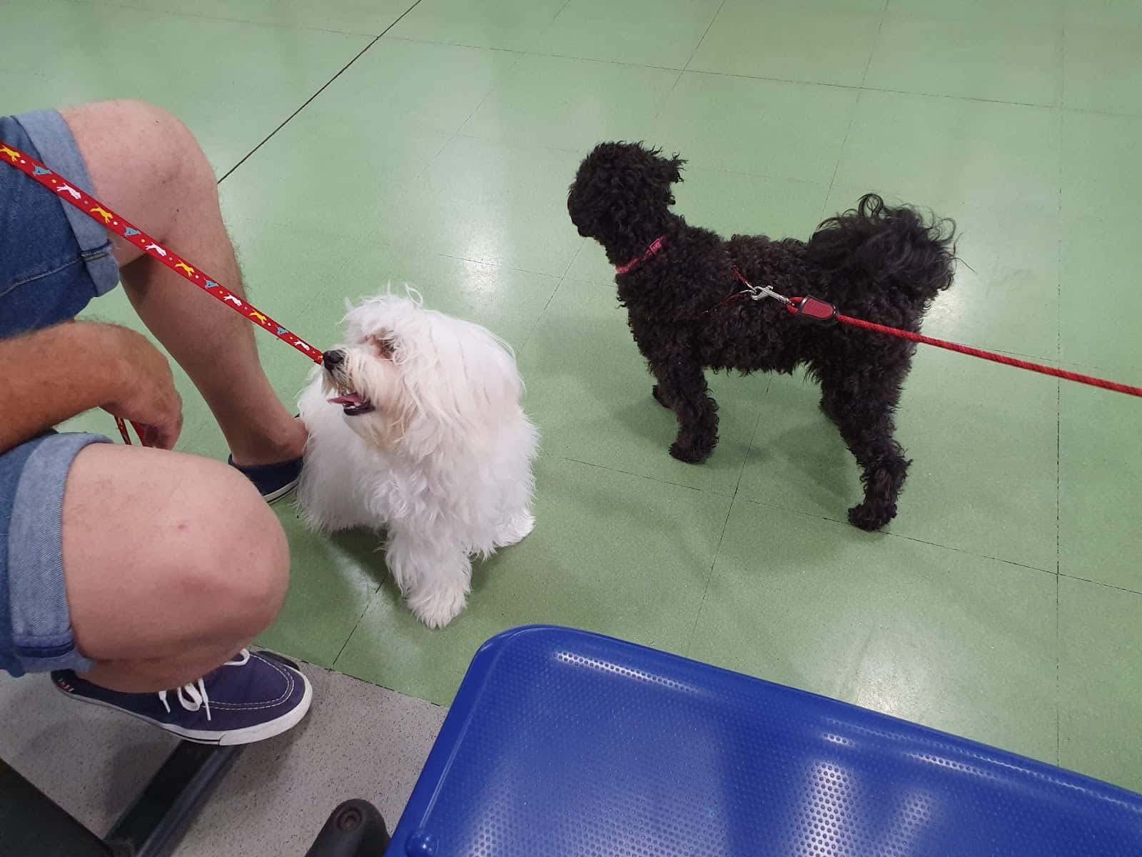 Canitas Veterinaria Huelva