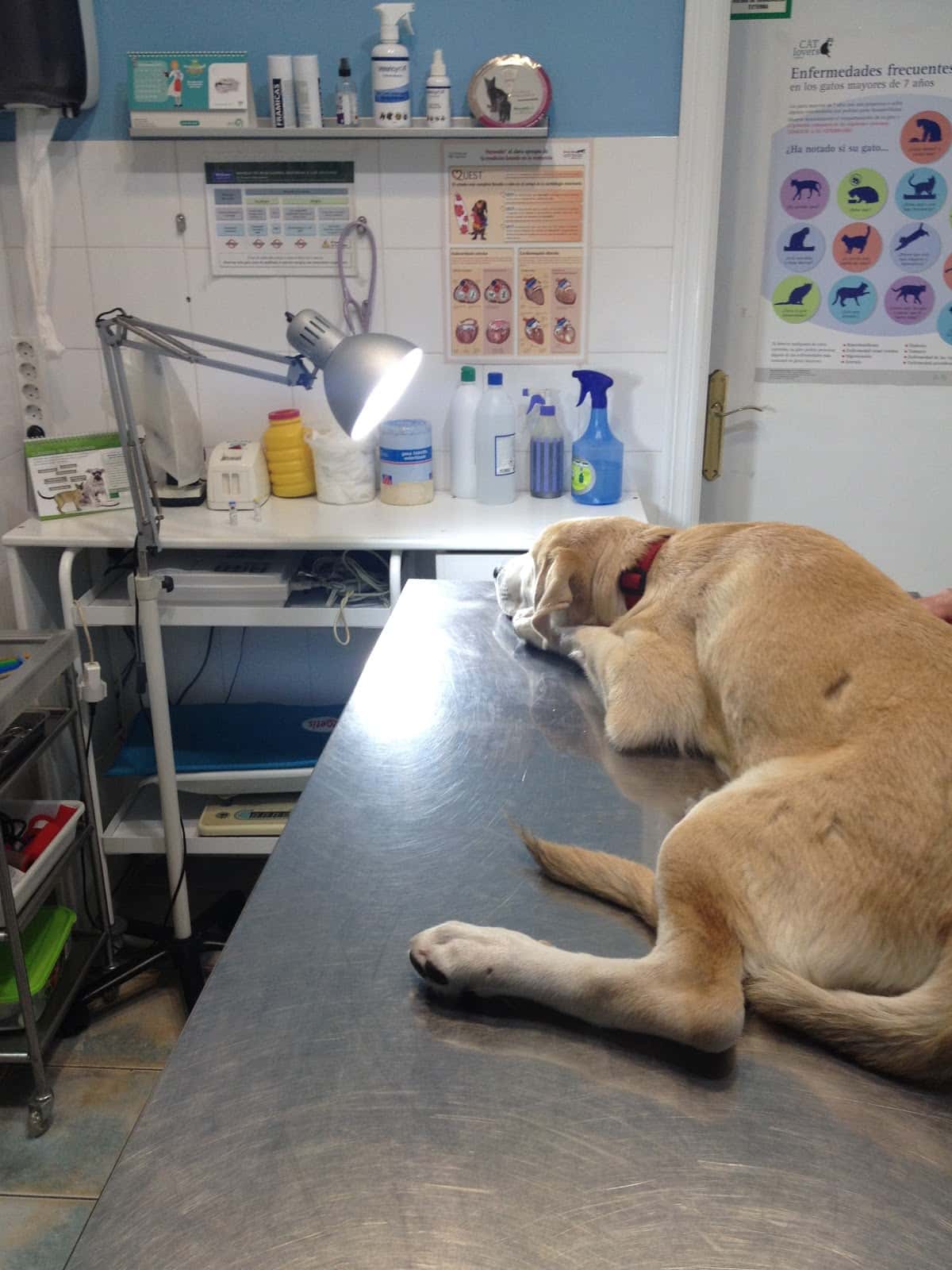 Centro Veterinario La Orden