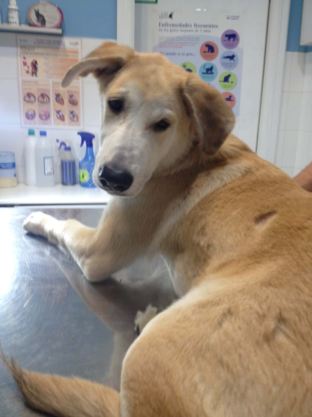 Centro Veterinario La Orden