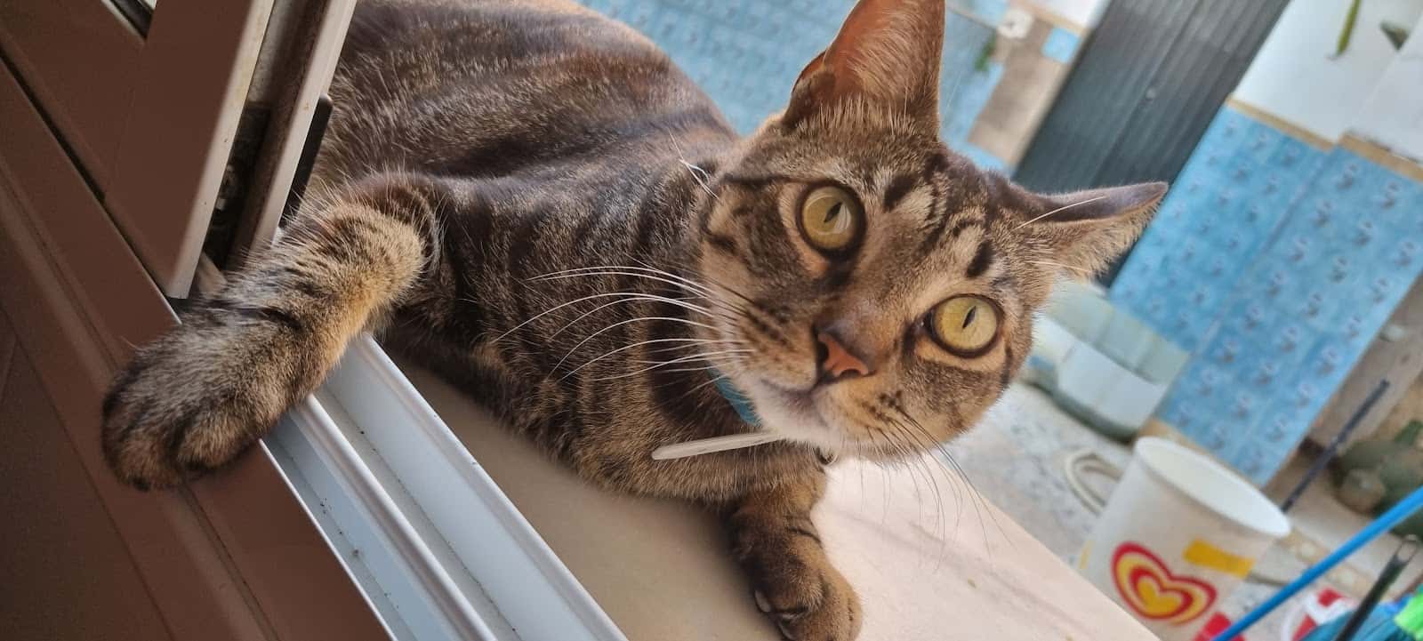 Barriga Verde - Clínica Veterinaria