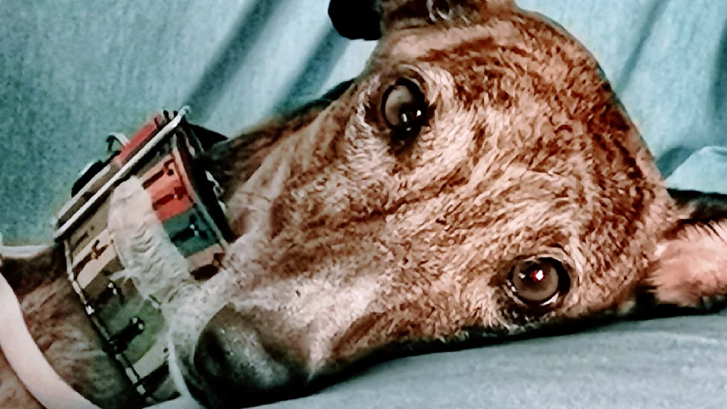 Clínica Veterinaria Seisdedos
