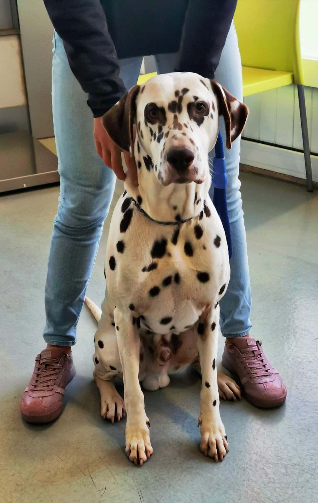 Clínica Veterinaria Seisdedos
