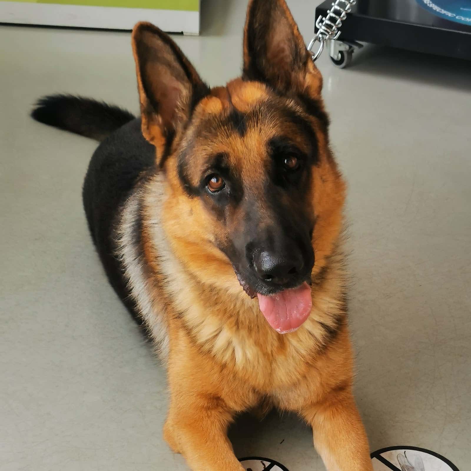 Clínica Veterinaria Seisdedos