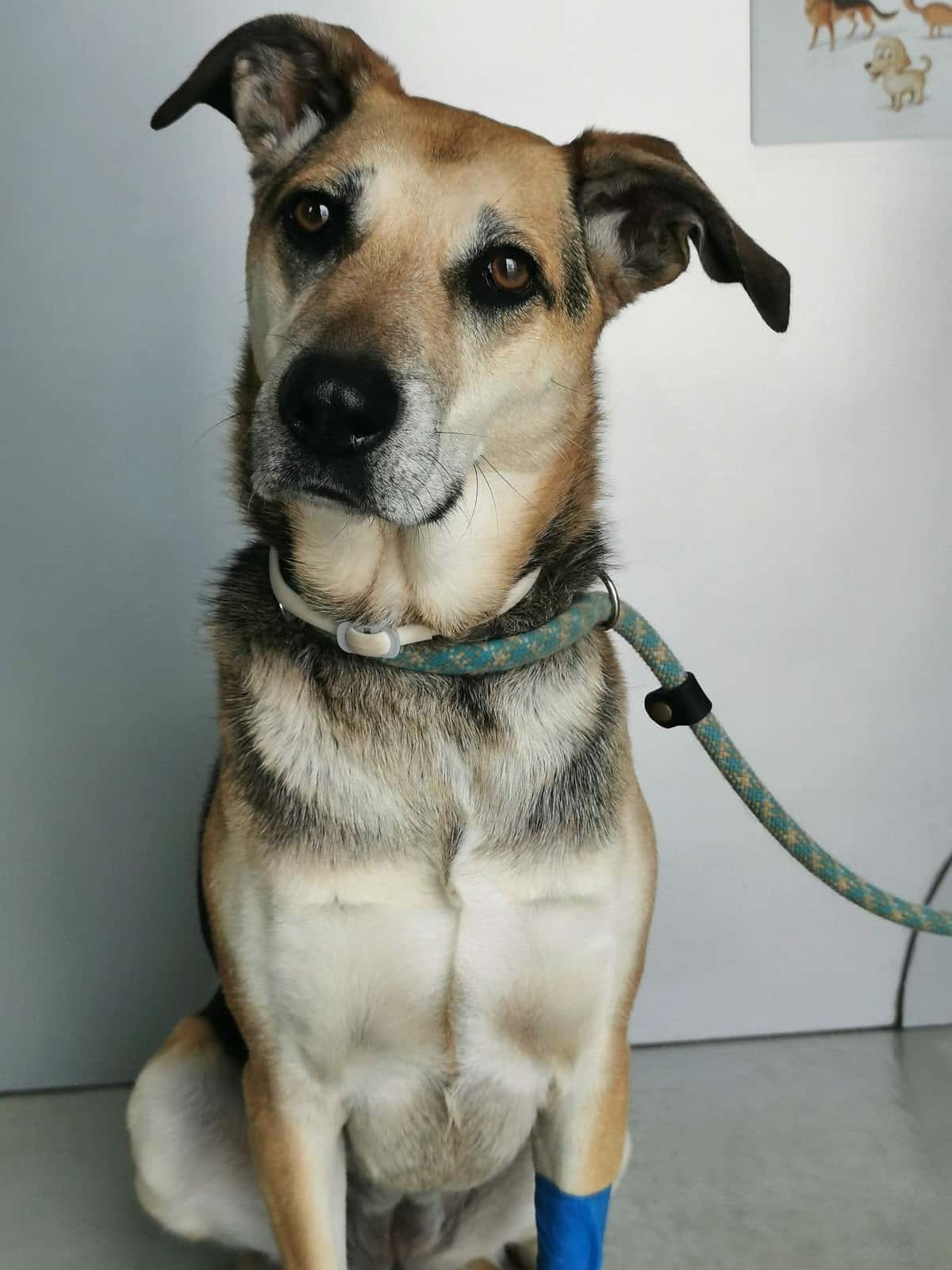 clinica veterinaria seisdedos veterinario clinica en aljaraque en huelva principalImage ADOPTA Sitios Pet Friendly
