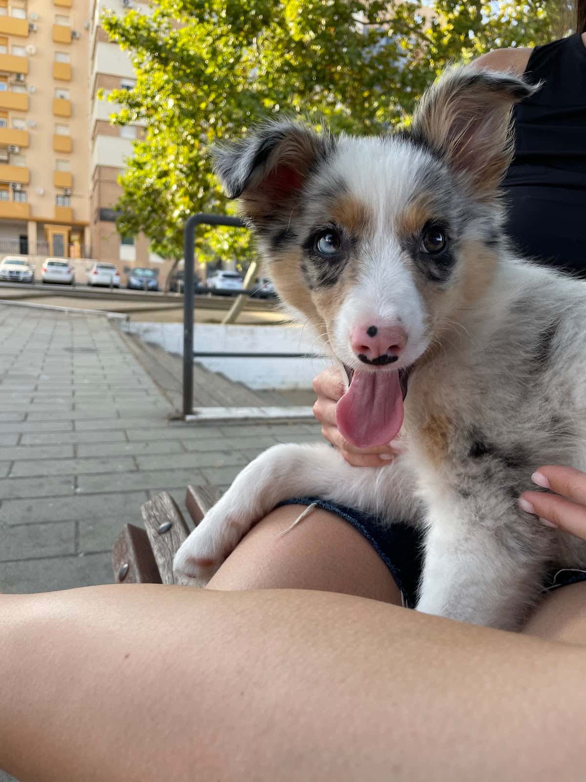 darbon veterinarios huelva veterinario centro barrio huelva en huelva en huelva principalImage ADOPTA Sitios Pet Friendly