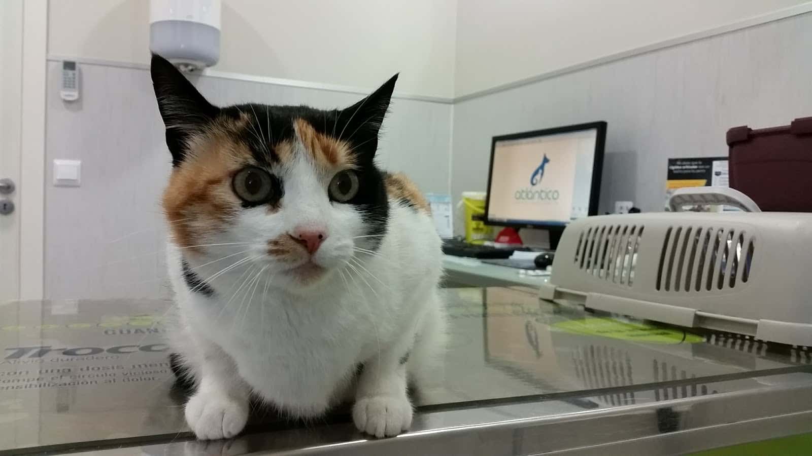 Centro Veterinario Atlantico