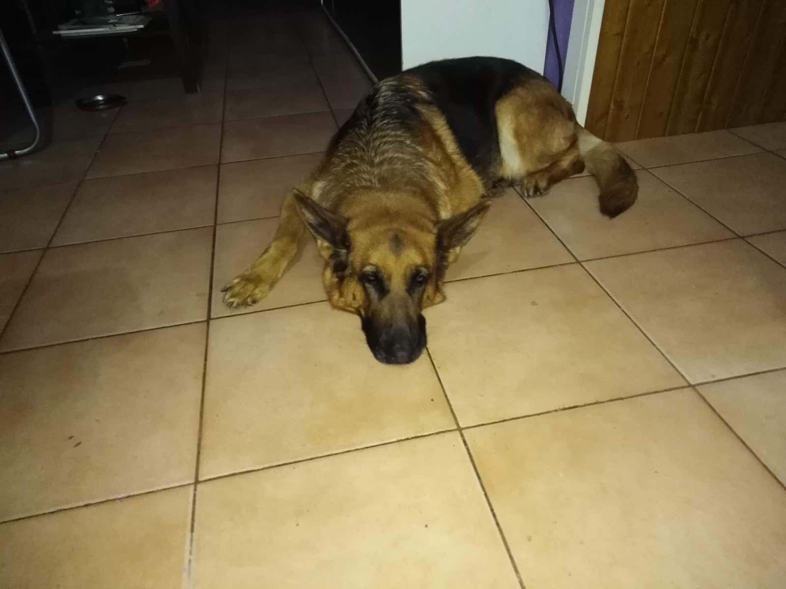 CENTRO VETERINARIO LOS OLIVOS DE HUESCA