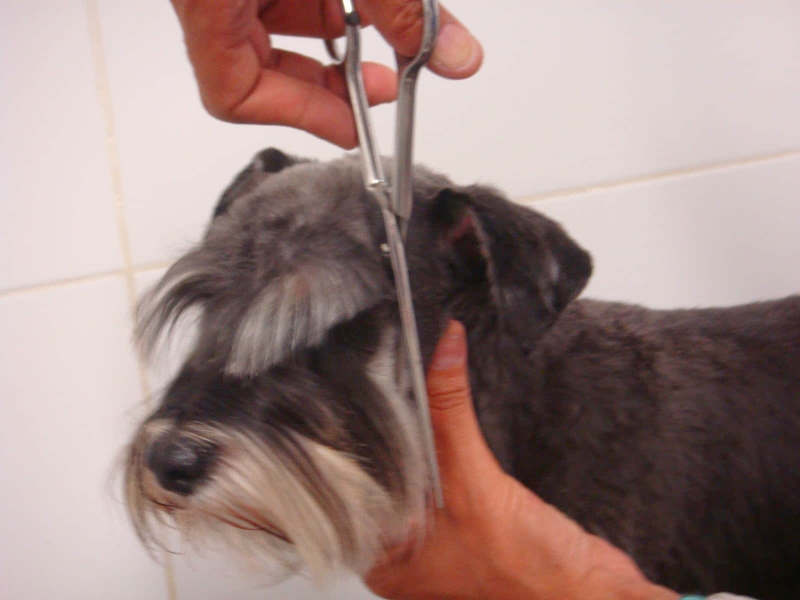 Centro Veterinario Los Olivos