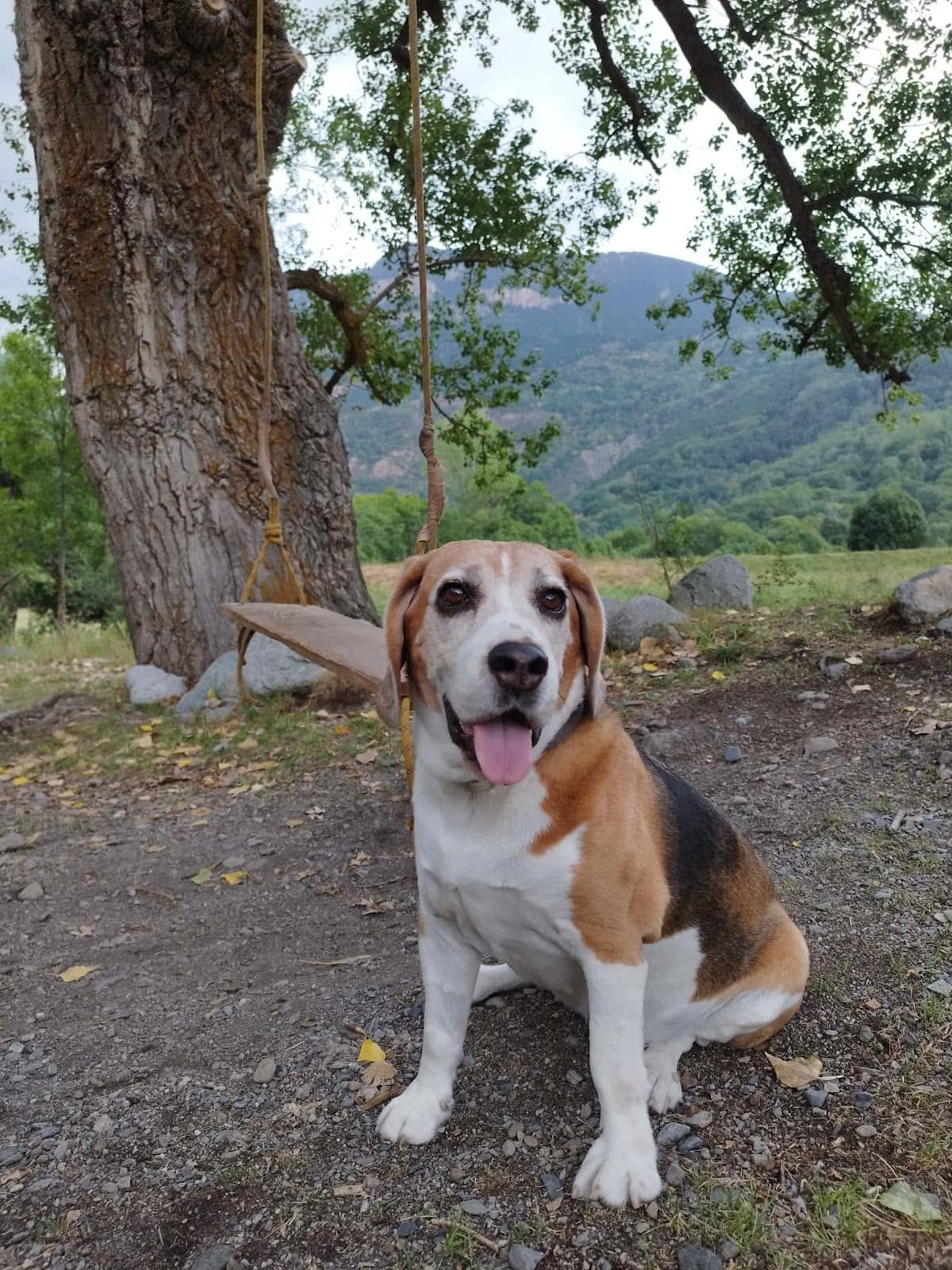 Centro Veterinario Los Olivos