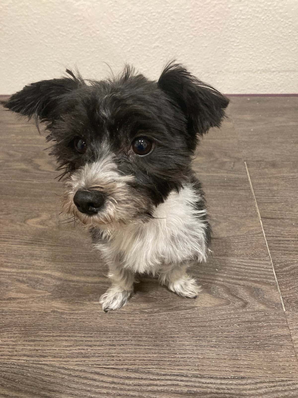 consultorio veterinario granero del gallego veterinario centro barrio santa isabel en zaragoza en zaragoza principalImage ADOPTA Sitios Pet Friendly