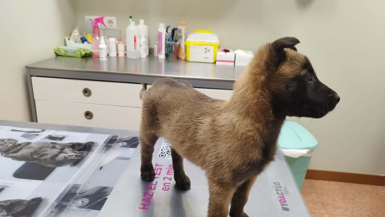 Clínica Veterinaria Sinaí