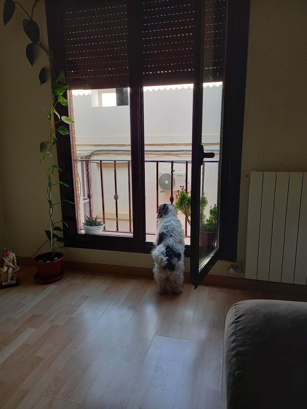 Clínica Veterinaria Sinaí