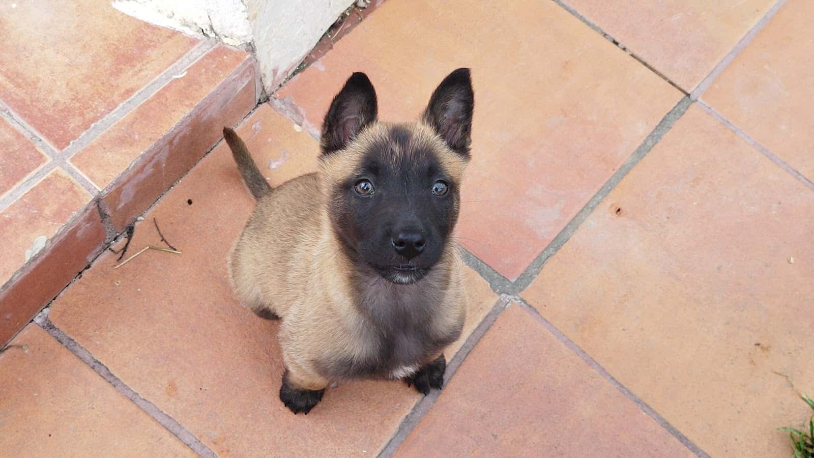 Clínica Veterinaria Sinaí