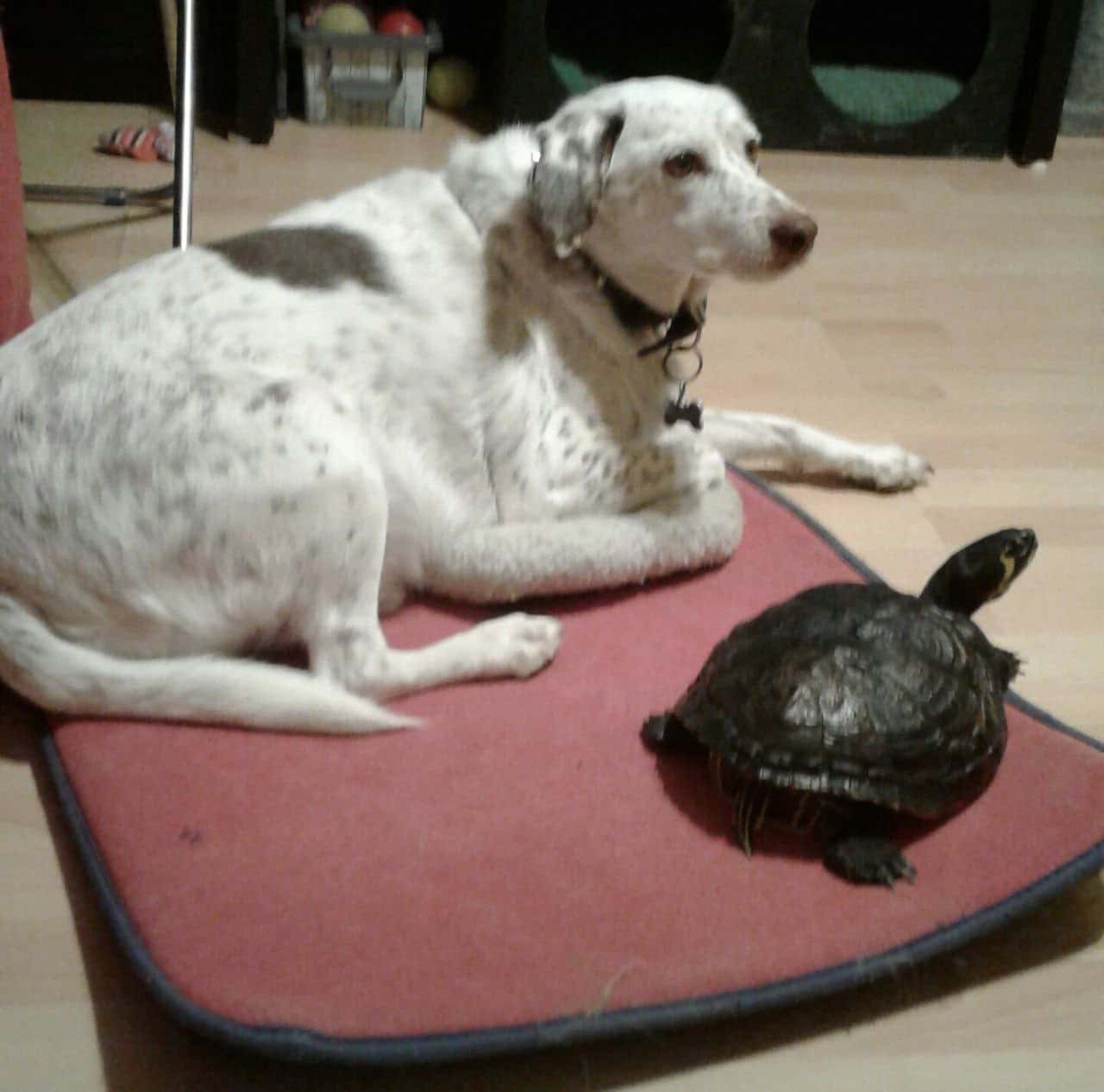 Clínica Veterinaria Sinaí