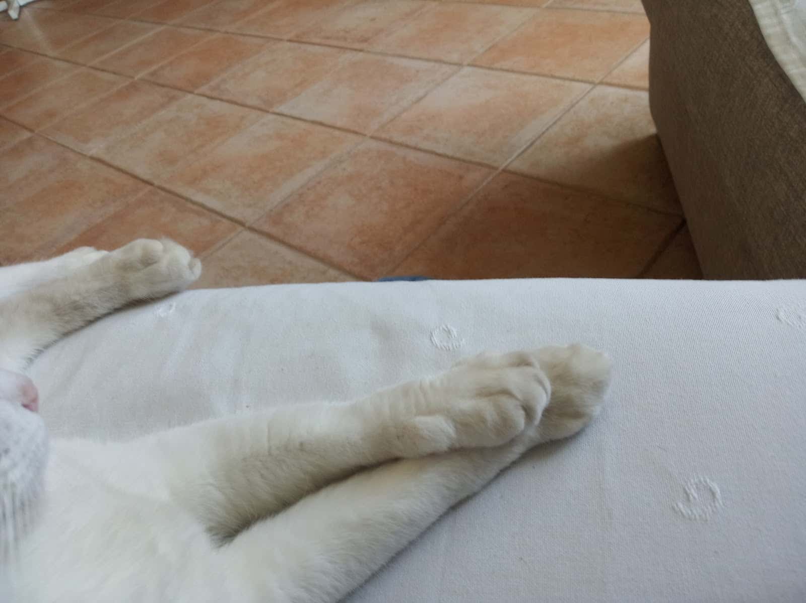 clinica osca veterinario clinica en binefar en huesca principalImage ADOPTA Sitios Pet Friendly