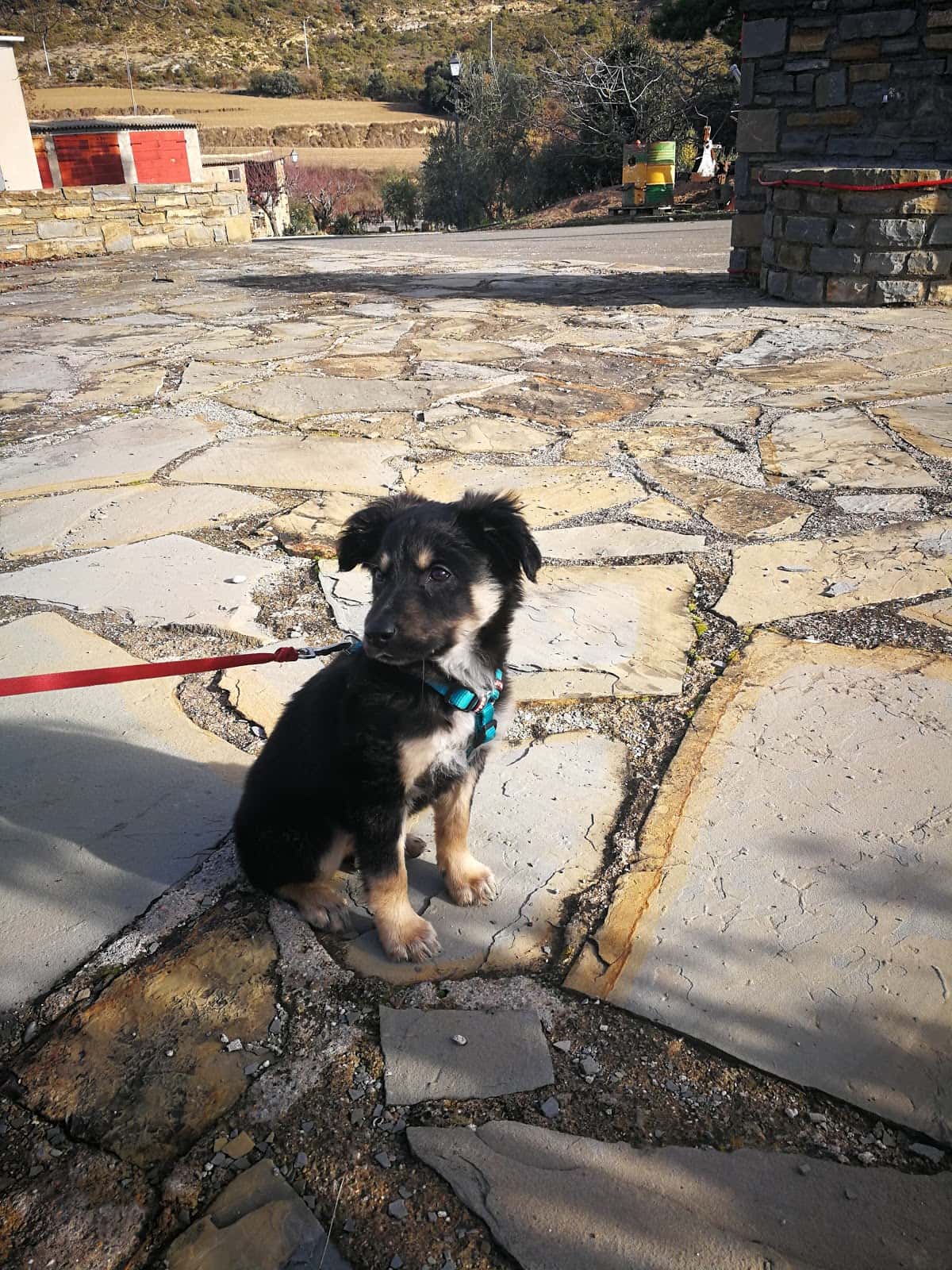 veterinaria ganavic  s l  veterinario centro en binefar en huesca principalImage ADOPTA Sitios Pet Friendly