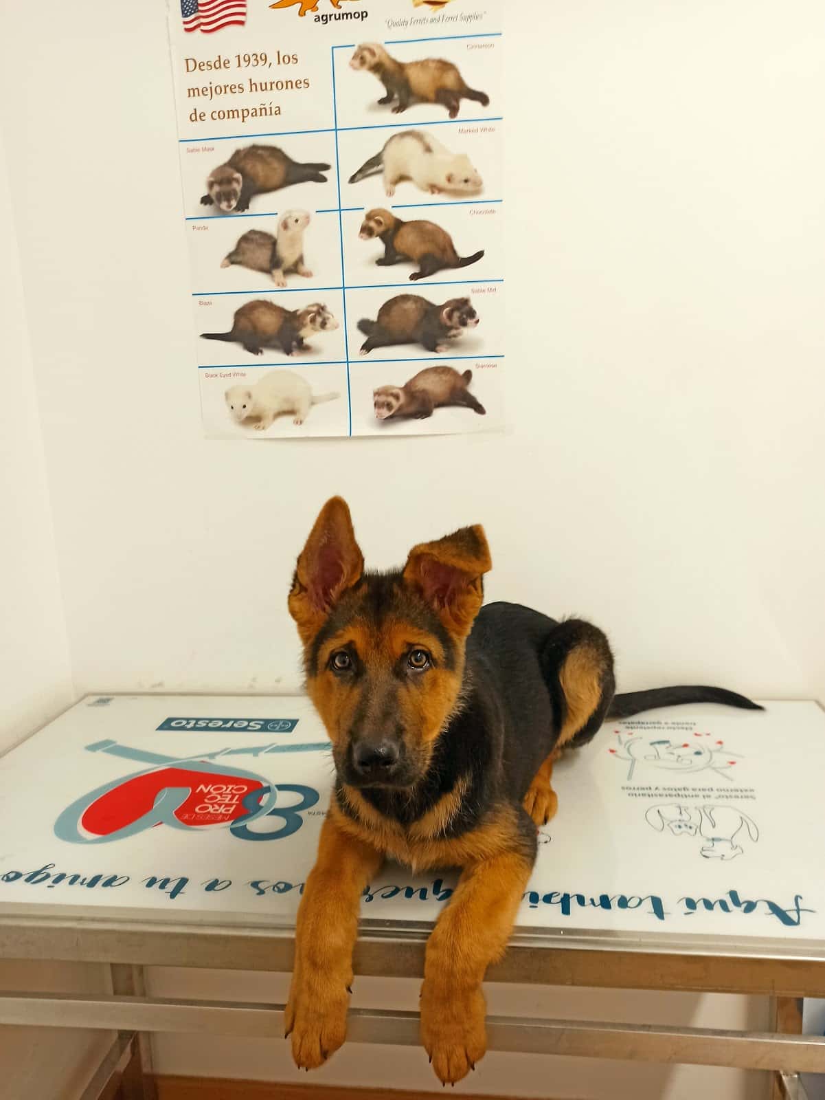 Clínica Veterinaria Amazoonia. Veterinario En Binefar.