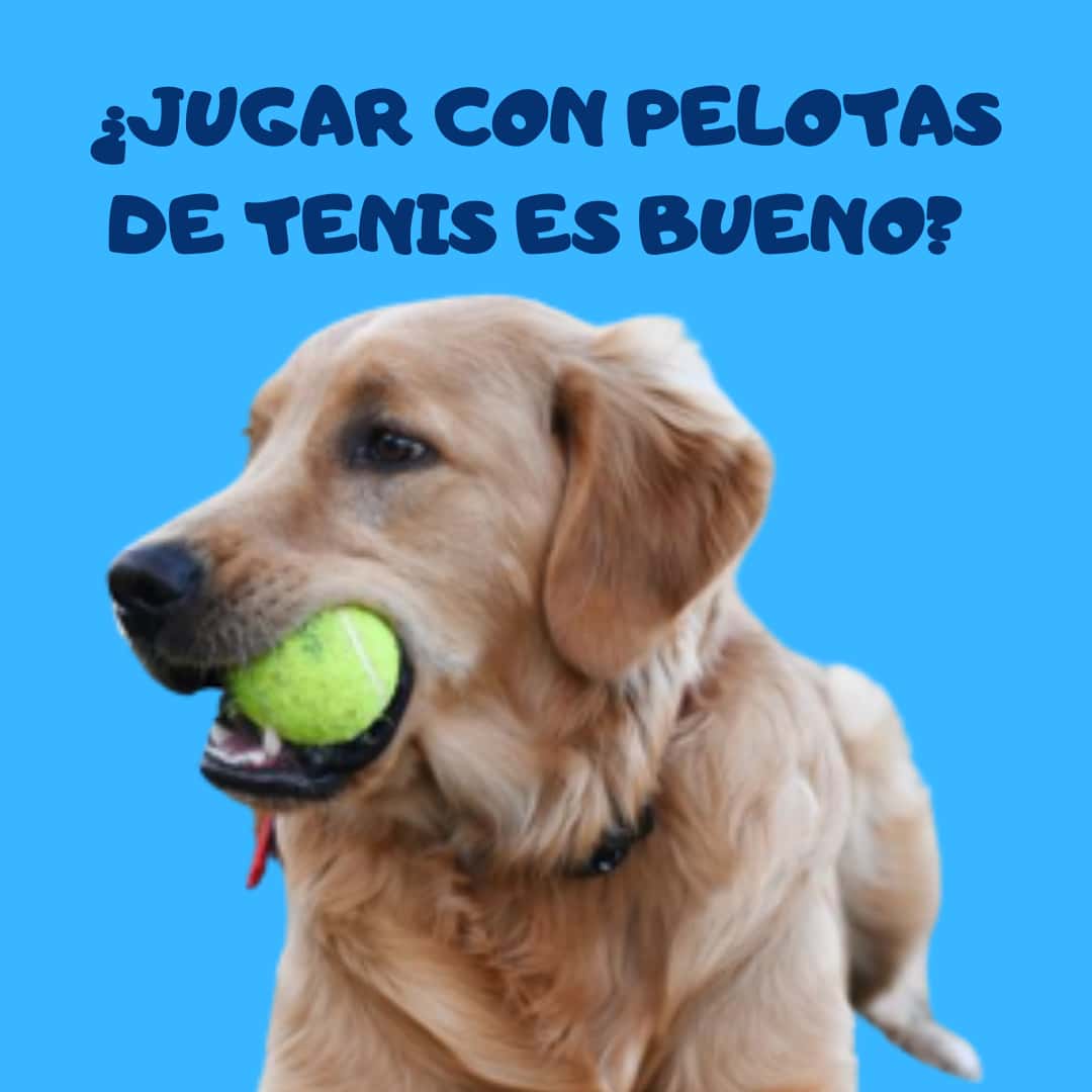 centre veterinari mexico veterinario centro en almenar en lleida principalImage ADOPTA Sitios Pet Friendly