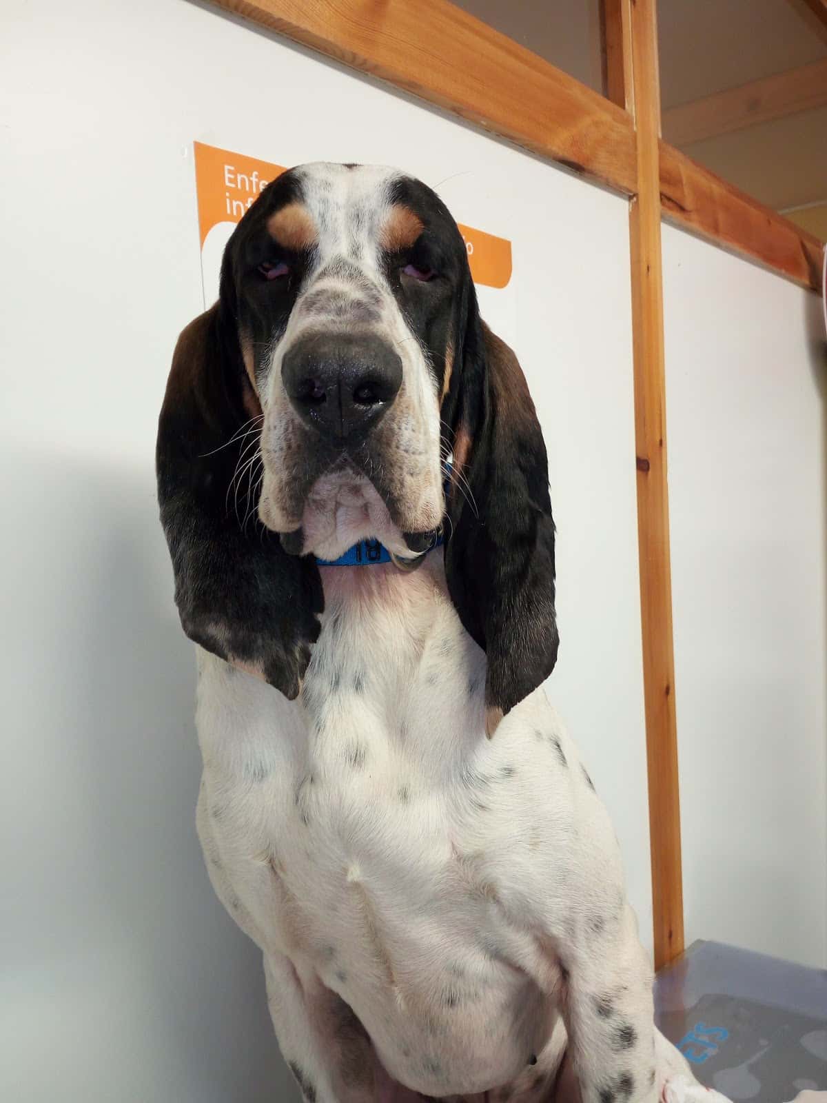 centro veterinario huellas veterinario centro en jaca en huesca principalImage ADOPTA Sitios Pet Friendly