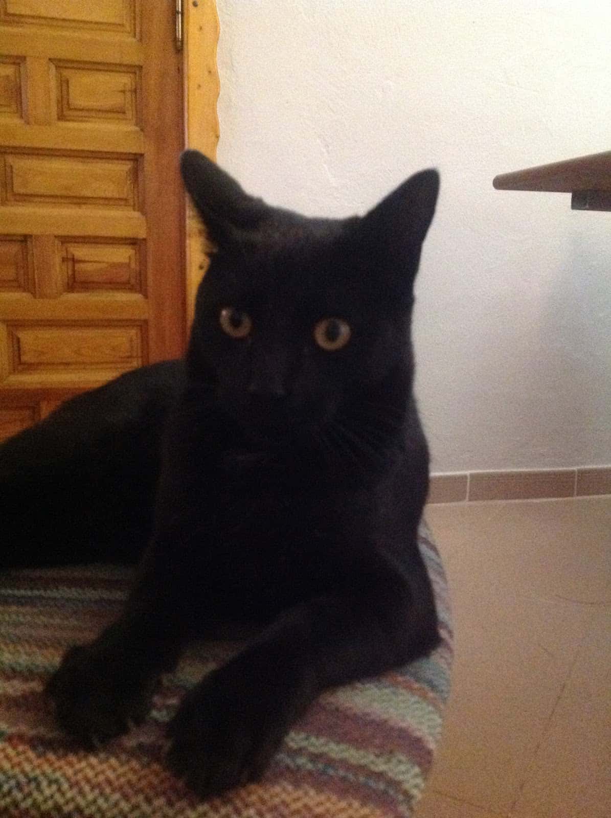 Clínica Veterinaria Caspeguau