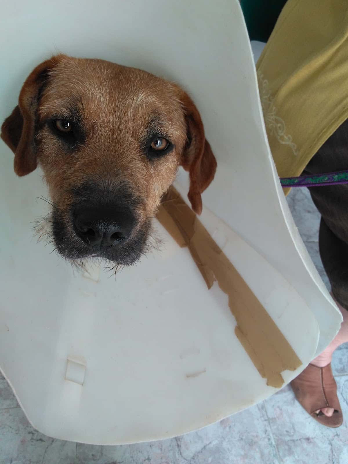 Clínica Veterinaria Caspeguau