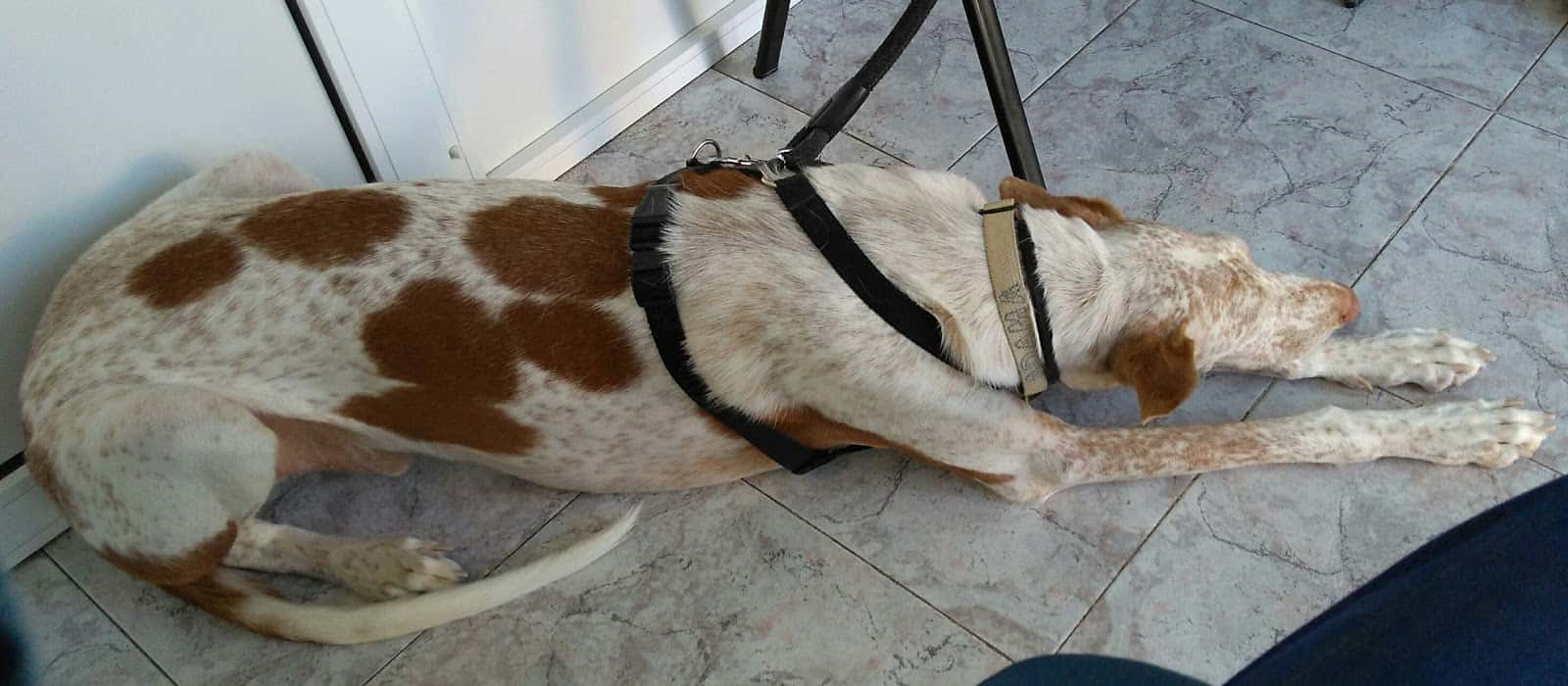 Clínica Veterinaria Caspeguau