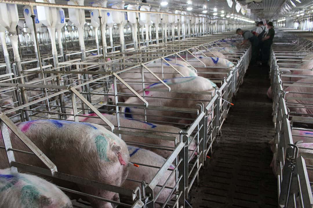 Clínica veterinaria Gosigat