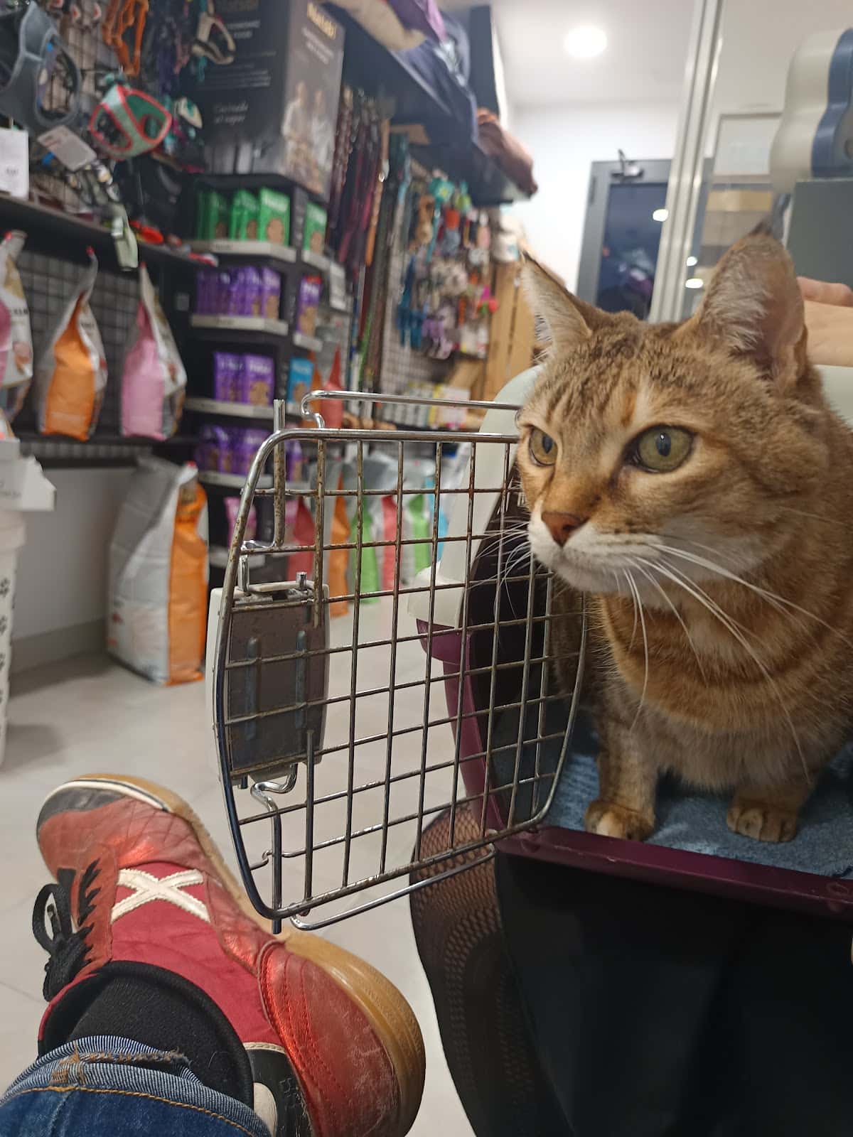 Clínica veterinaria Gosigat