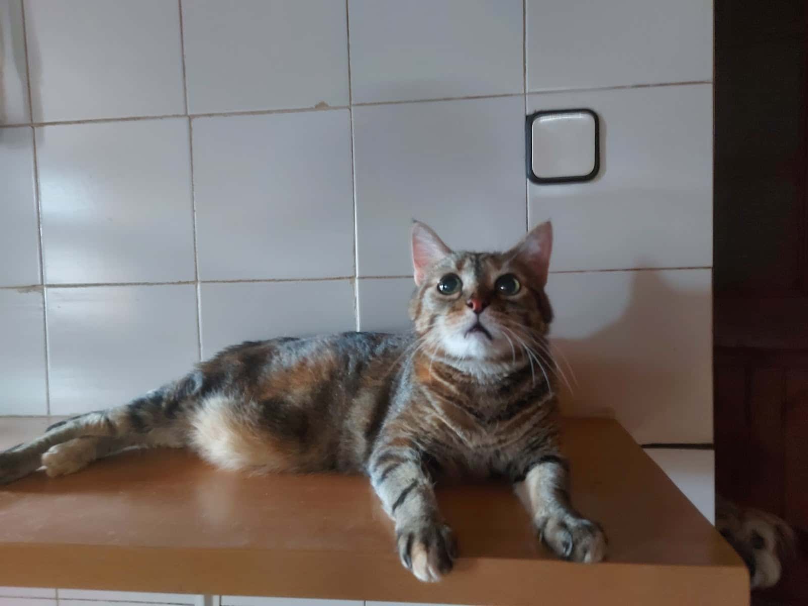 Clínica Veterinària Ariadna Bosch