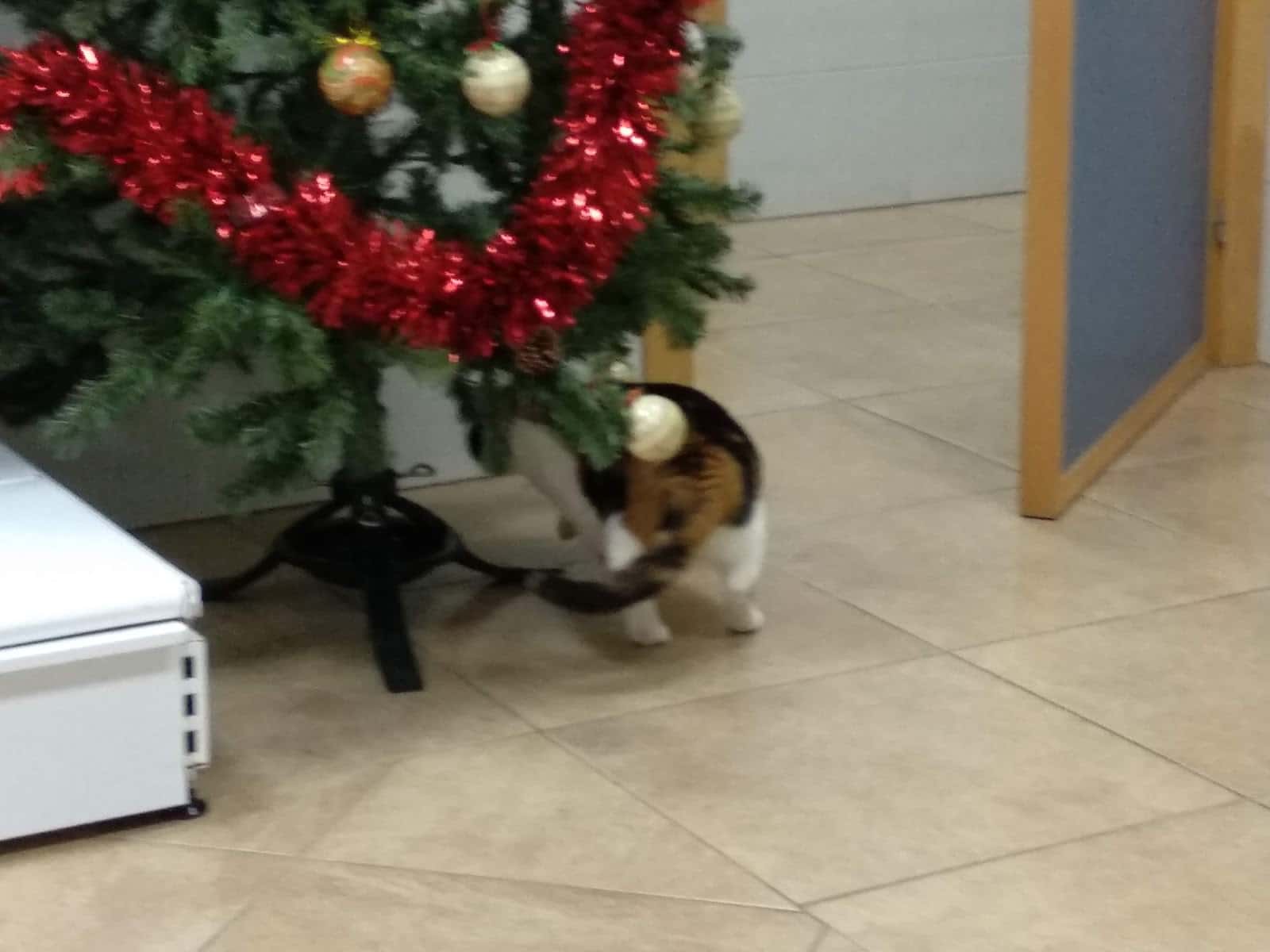 CEVAN (Centro Veterinario Andújar S.L.)