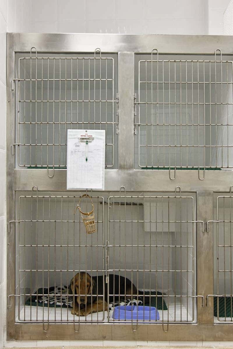 CEVAN (Centro Veterinario Andújar S.L.)