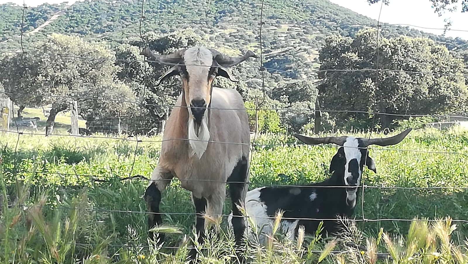 Clinica Veterinaria Antonio Bravo