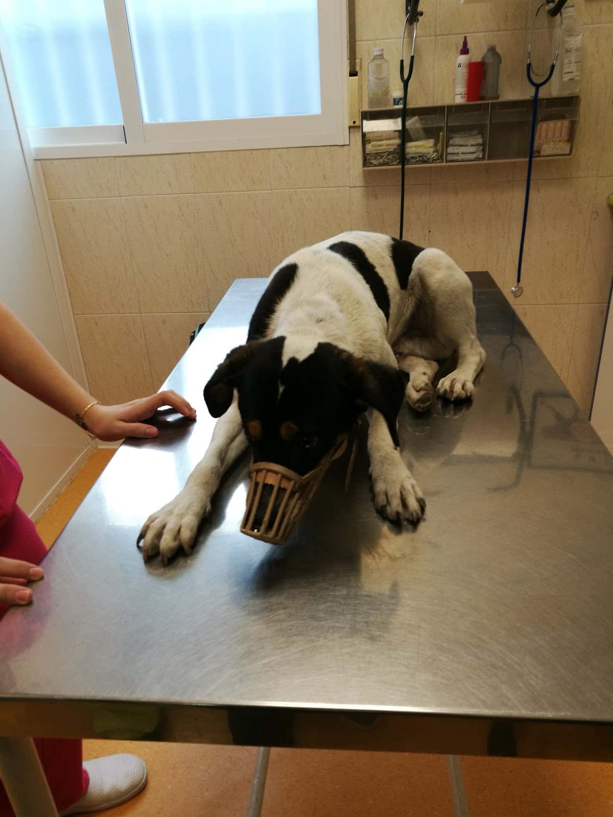 Clínica Veterinaria WECAN Aimar
