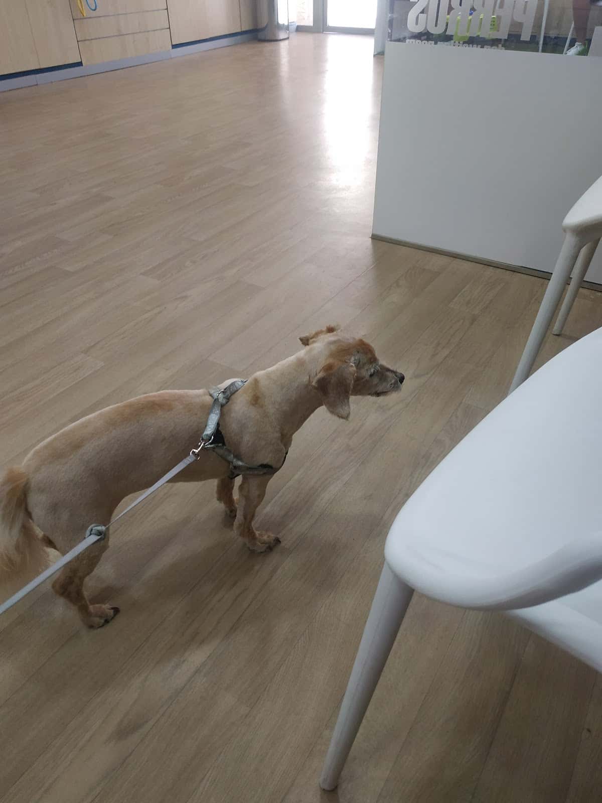 Clínica Veterinaria WECAN Aimar