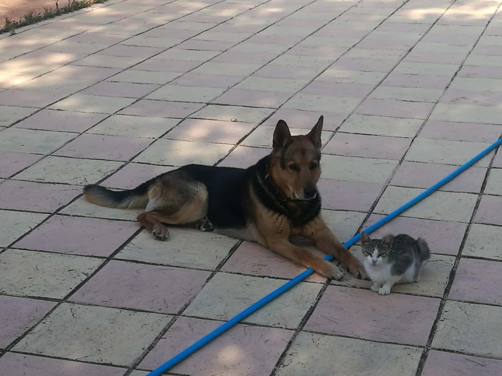 Hospital Veterinario Colón