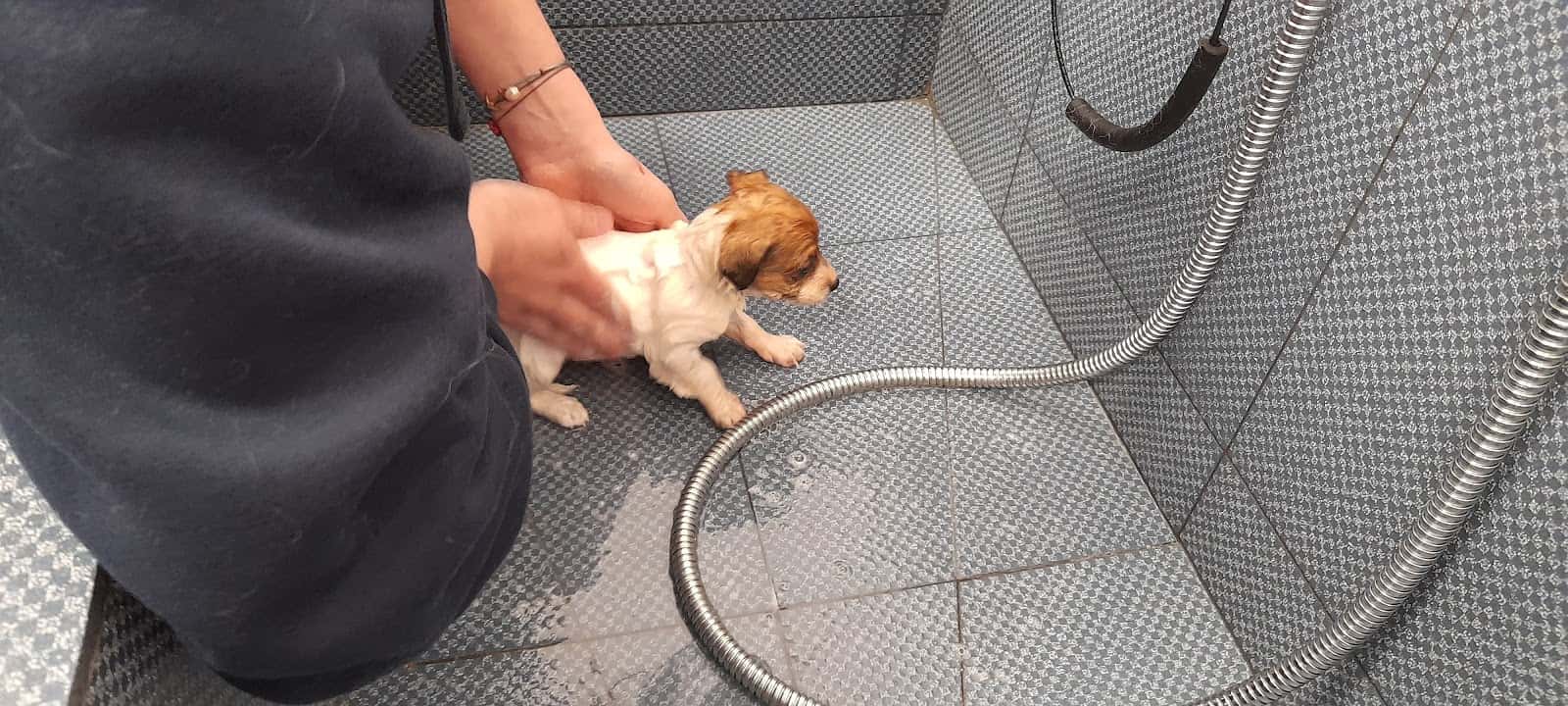 LA PLACITA Centro Veterinario