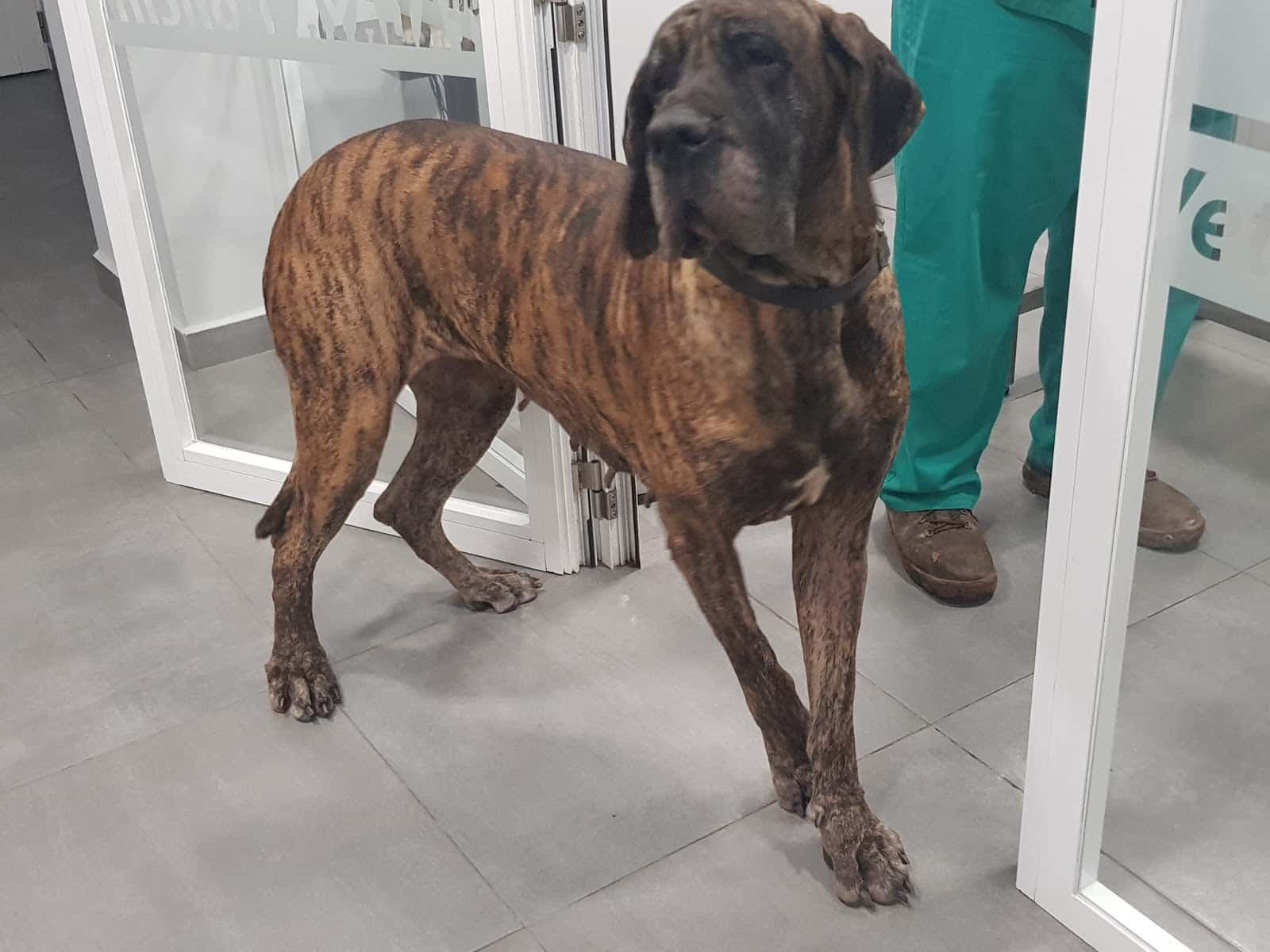 Clínica veterinaria "La Atalaya"