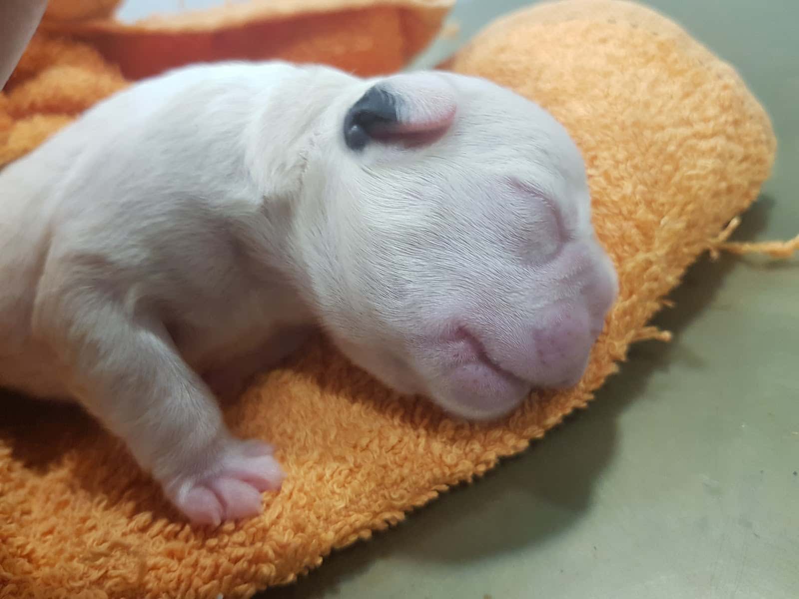 Clínica veterinaria "La Atalaya"