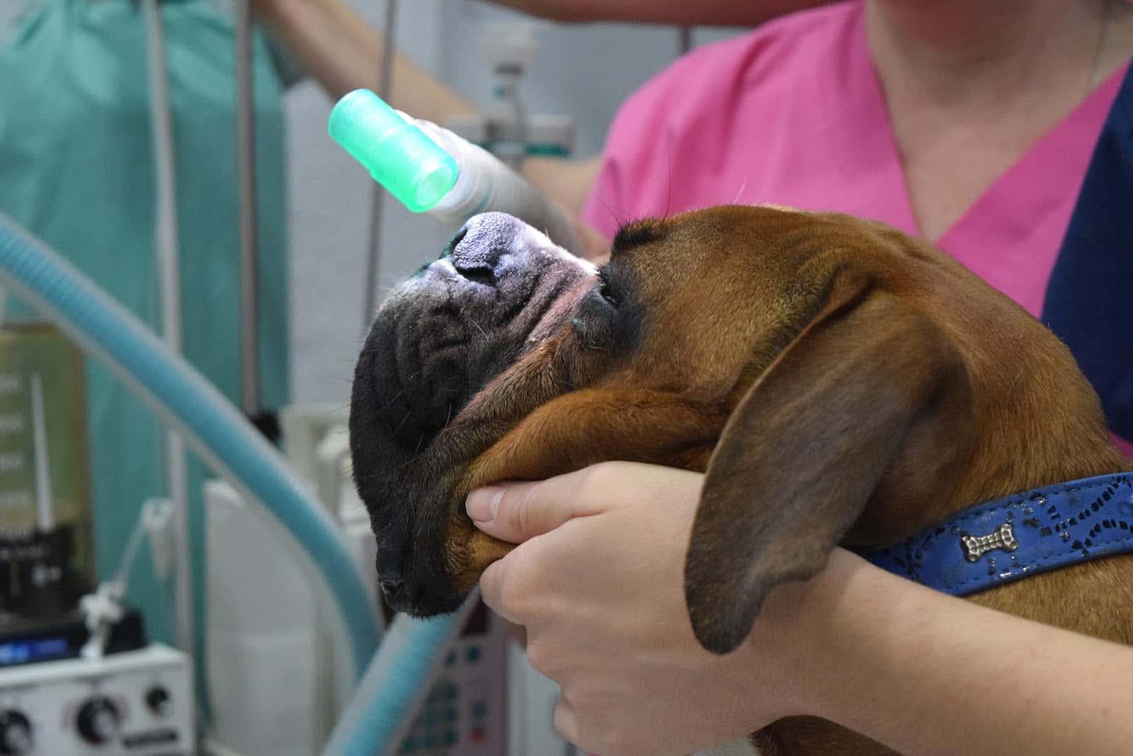 Hospital Veterinario Albacora