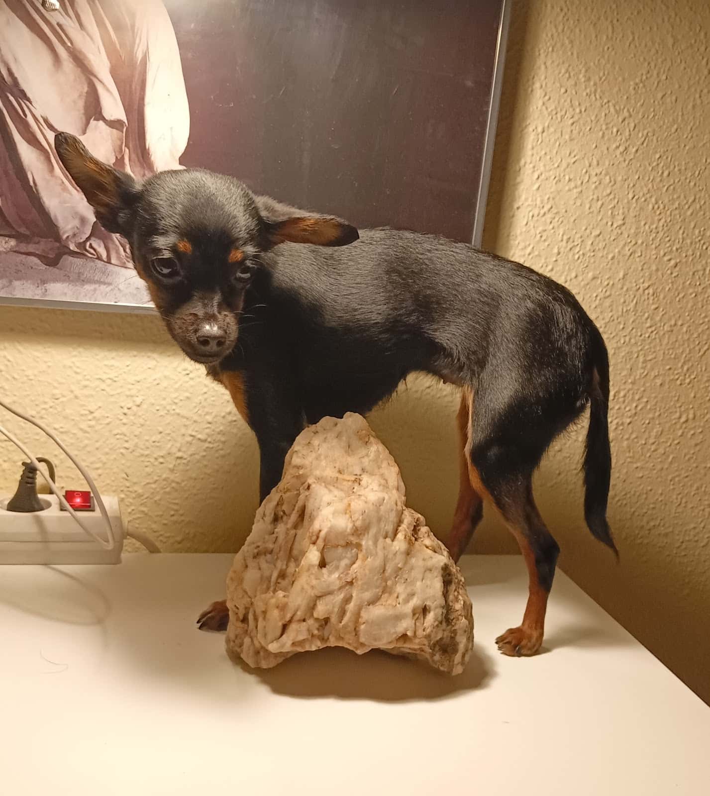 Clinica Veterinaria Wecan VeterJaén