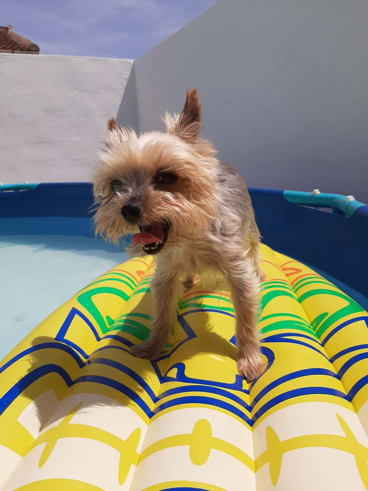 Clinica Veterinaria Wecan VeterJaén