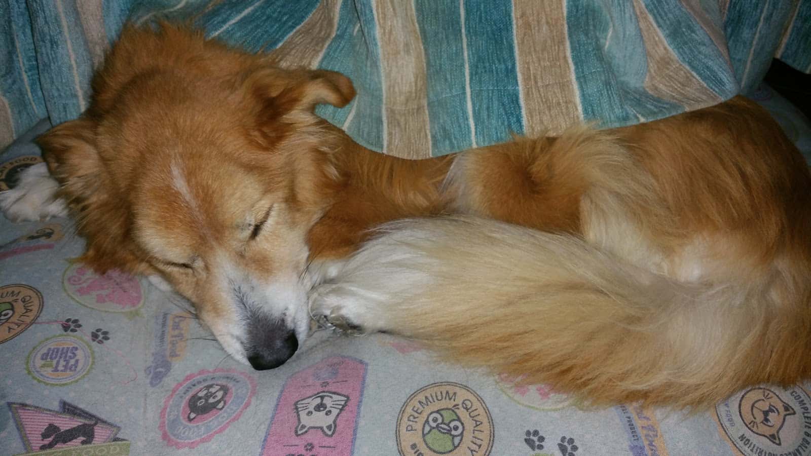 Clínica Veterinaria Clinican