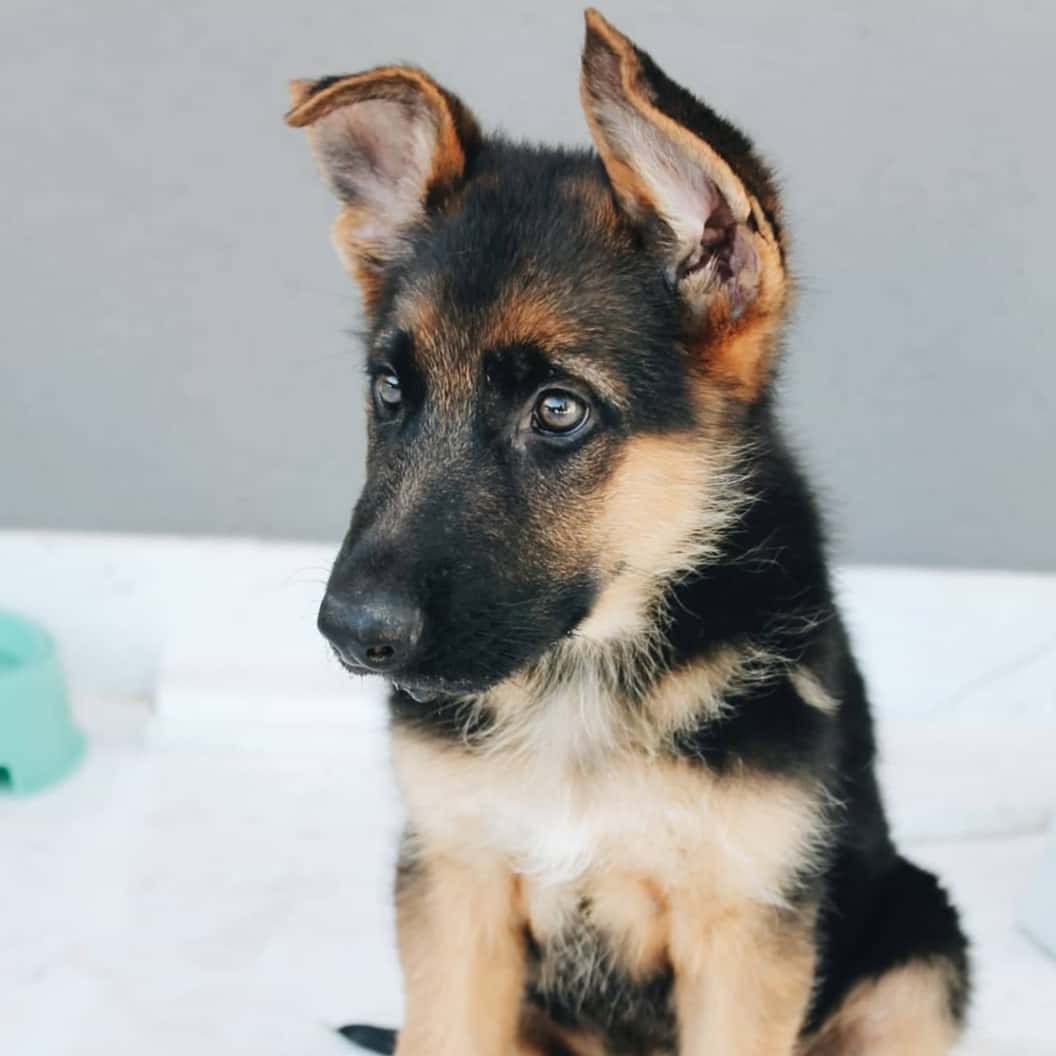 Clínica Veterinaria Clinican
