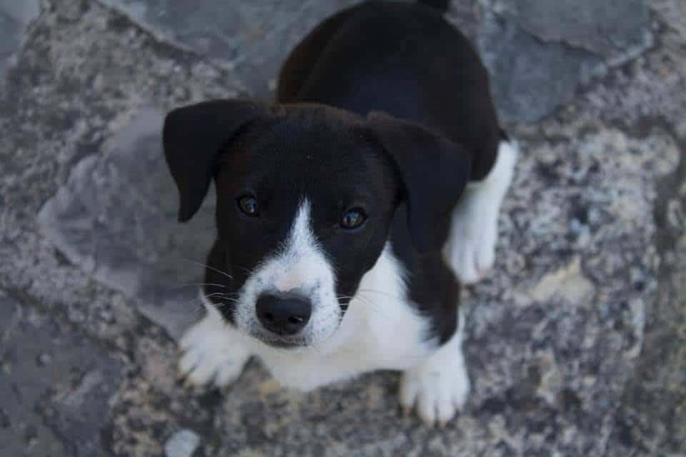 Albeitar Clínica Veterinaria